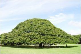 tree.jpg
